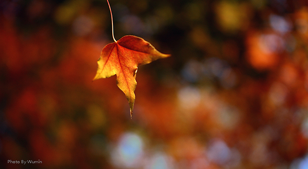 DB中国旗舰官方网站